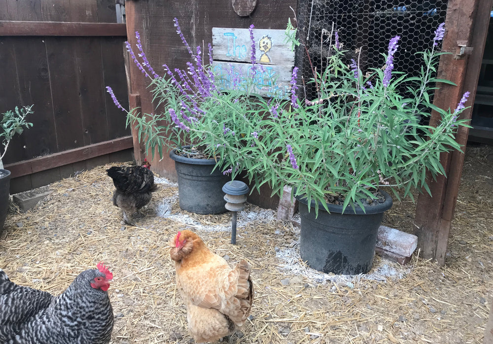9 Quick Reasons to Use Diatomaceous Earth with Backyard Chickens - Treats for Chickens