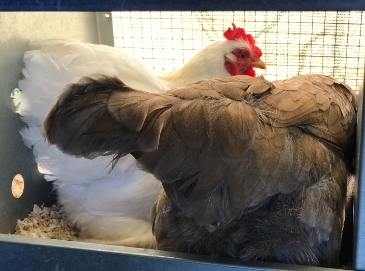 Treats for Chickens I My Chickens Pooping In Their Nest Boxes + Why