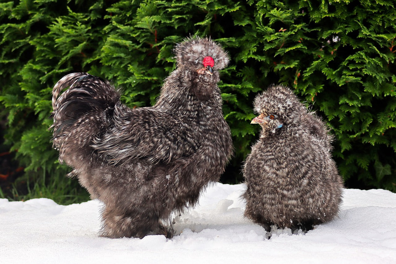 Guide to Molting Chickens in Winter - Treats for Chickens