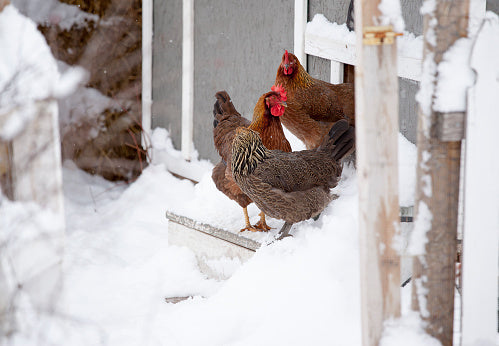chicken in winter Pixabay LonnyG