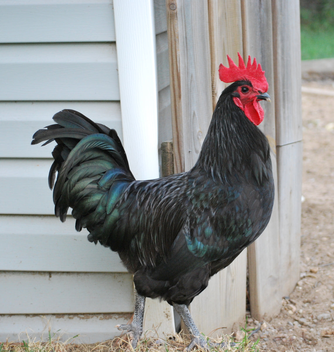 Complete Guide to Australorp Chickens – Treats for Chickens