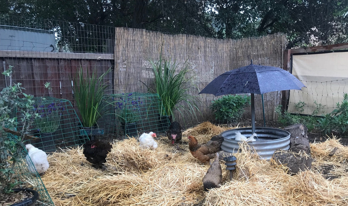 What is the best location for a chicken coop? Top 10 Tips - My Pet Chicken