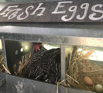 Foghorn preparing to lay a marvelous egg