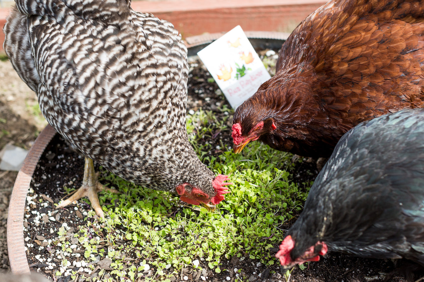The Best Backyard Chickens + Why You Need Them...