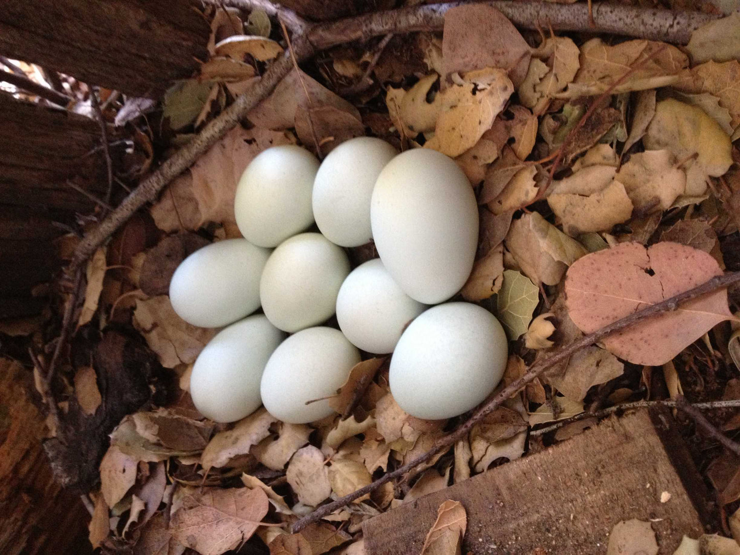 Nationwide egg shortage egg laying hens laying egg prices surged price of eggs skyrocketed