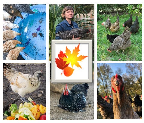 Chicken Moms & Dads You Want to Follow on Instagram This Month - NOVEMBER