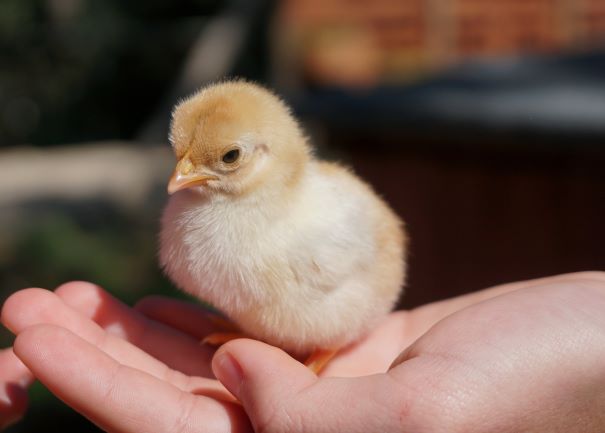 Baby chick in a woman hand Credit: afra ramio unsplash