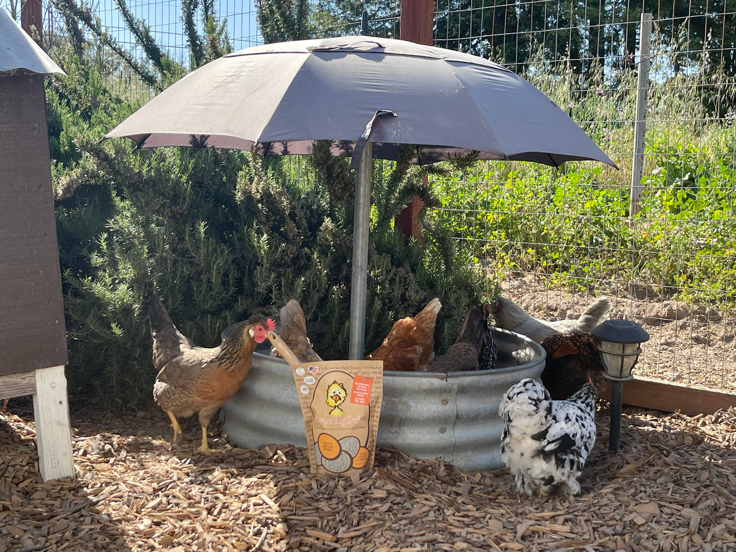 My Umbrella Dusting Station For Chickens + DIY Tips - Pardon My Dust
