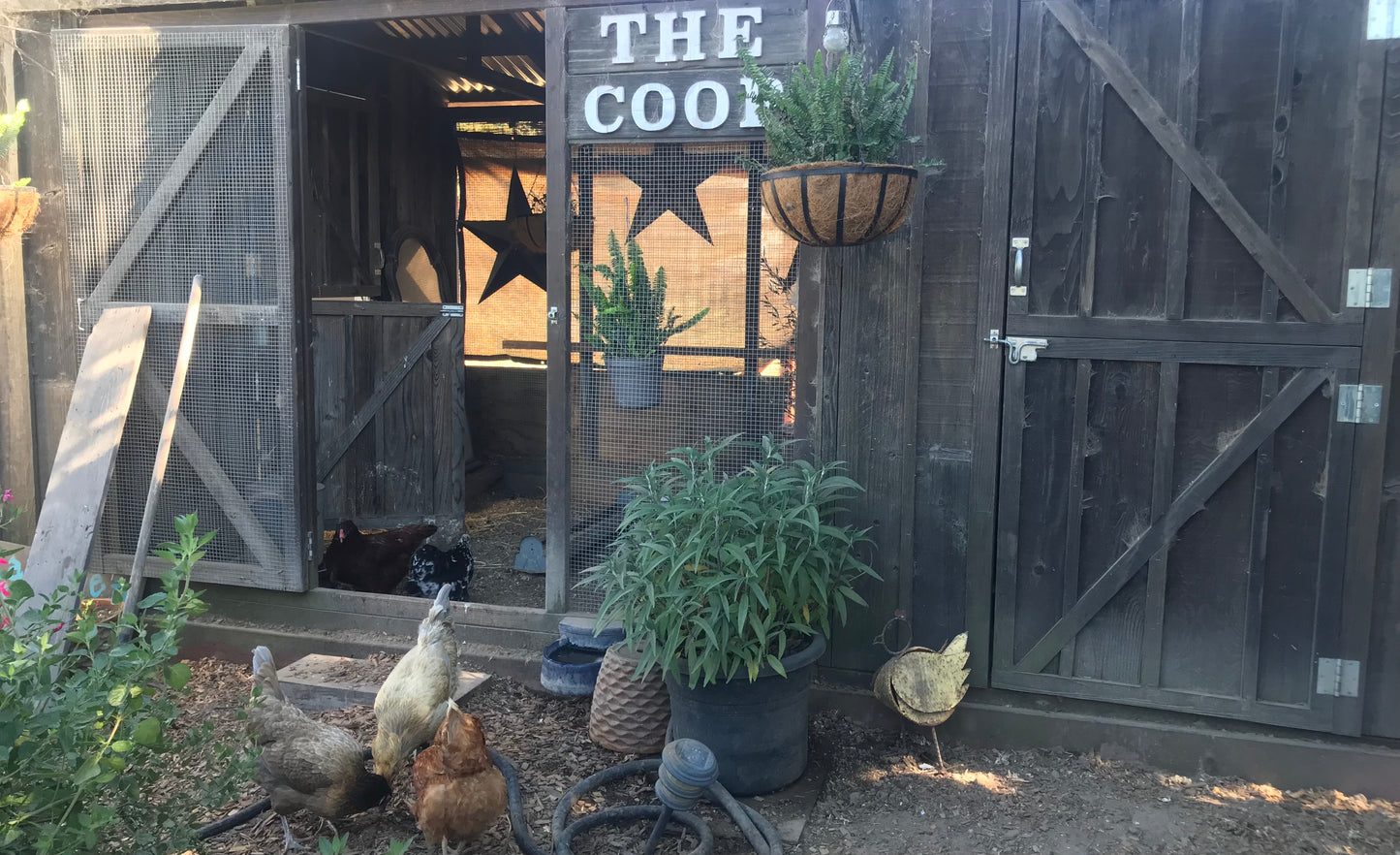 How to Protect Your Flock During Summer Heat - Treats for Chickens