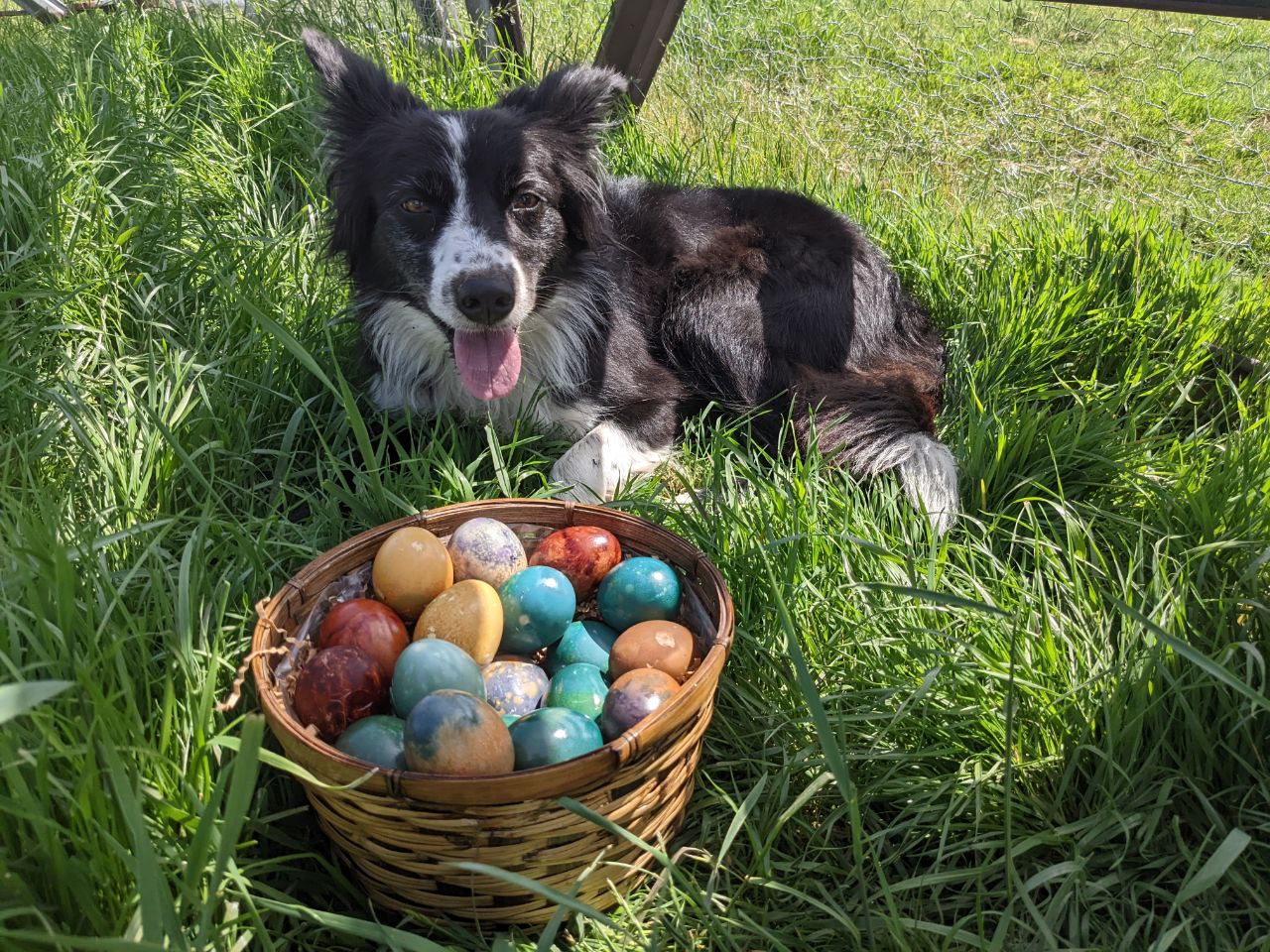 Naturally Dyed Eggs - Treats for Chickens