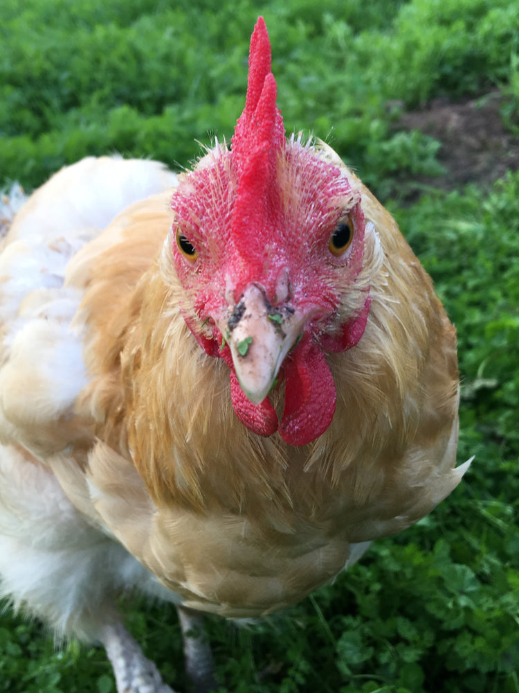 Everyday Foods Chickens Should NOT Eat + Why - Treats for Chickens