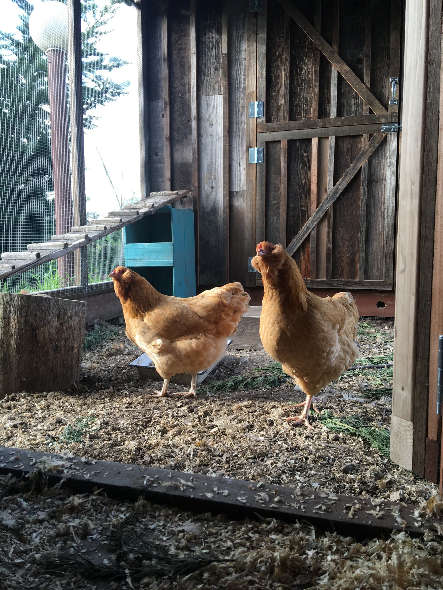 How I Clean My Coop + Nesting Boxes - Treats for Chickens