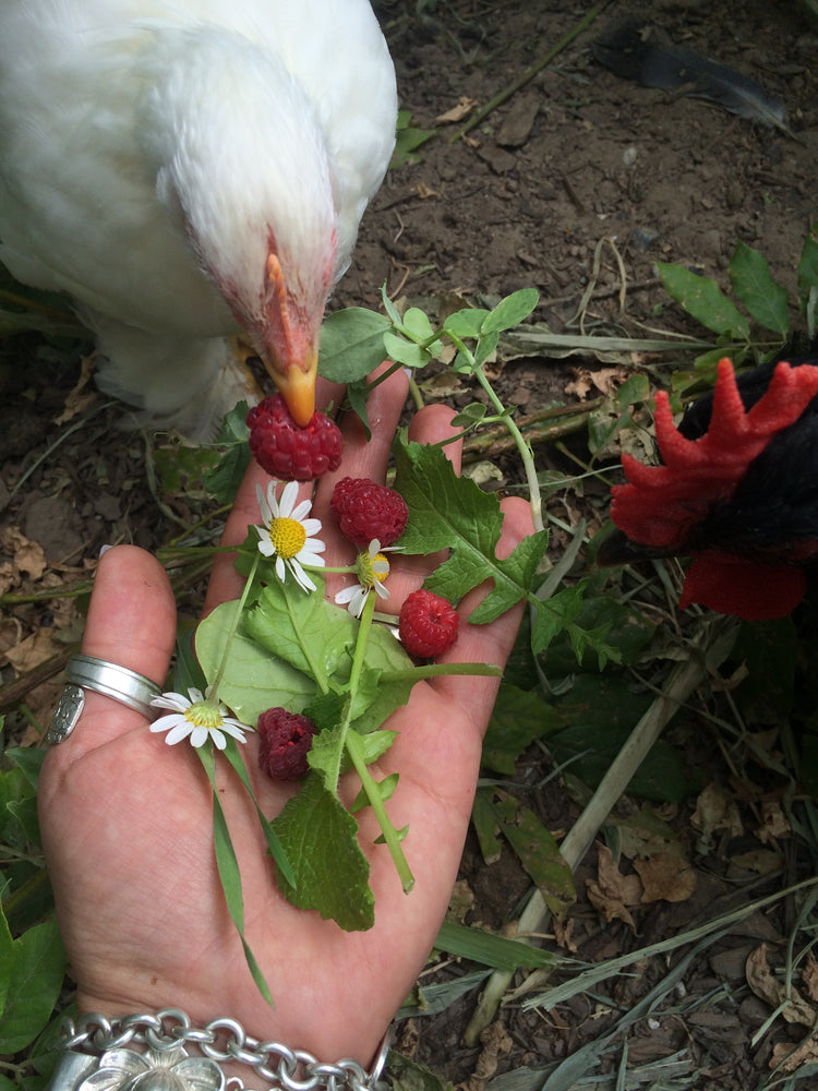 Everyday Foods for Sharing with Your Backyard Chickens + Why - Treats for Chickens