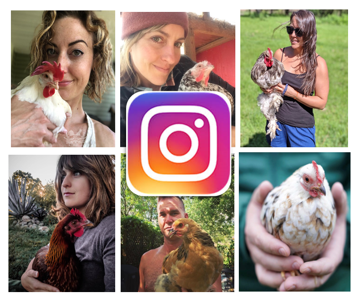Chicken Moms & Dads You Want to Follow on Instagram This Month - SEPTEMBER