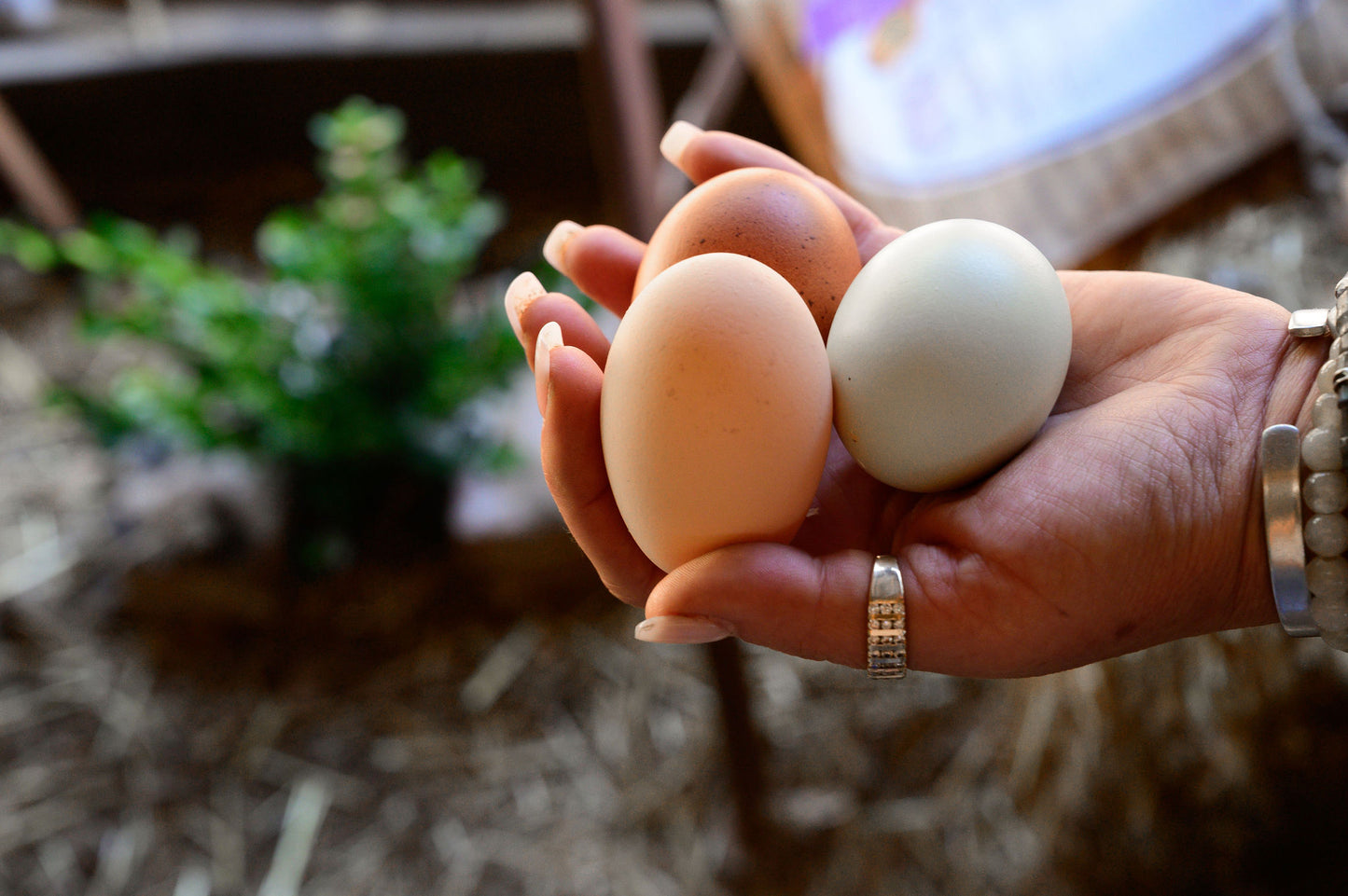 brown eggs white eggs chicken eggs hand