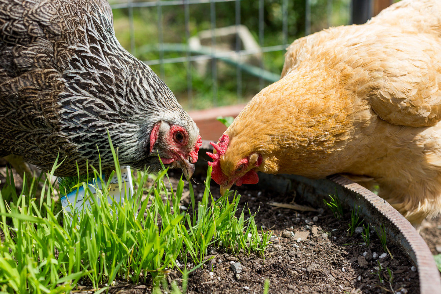 healthy hen wellness healthy chicken grass