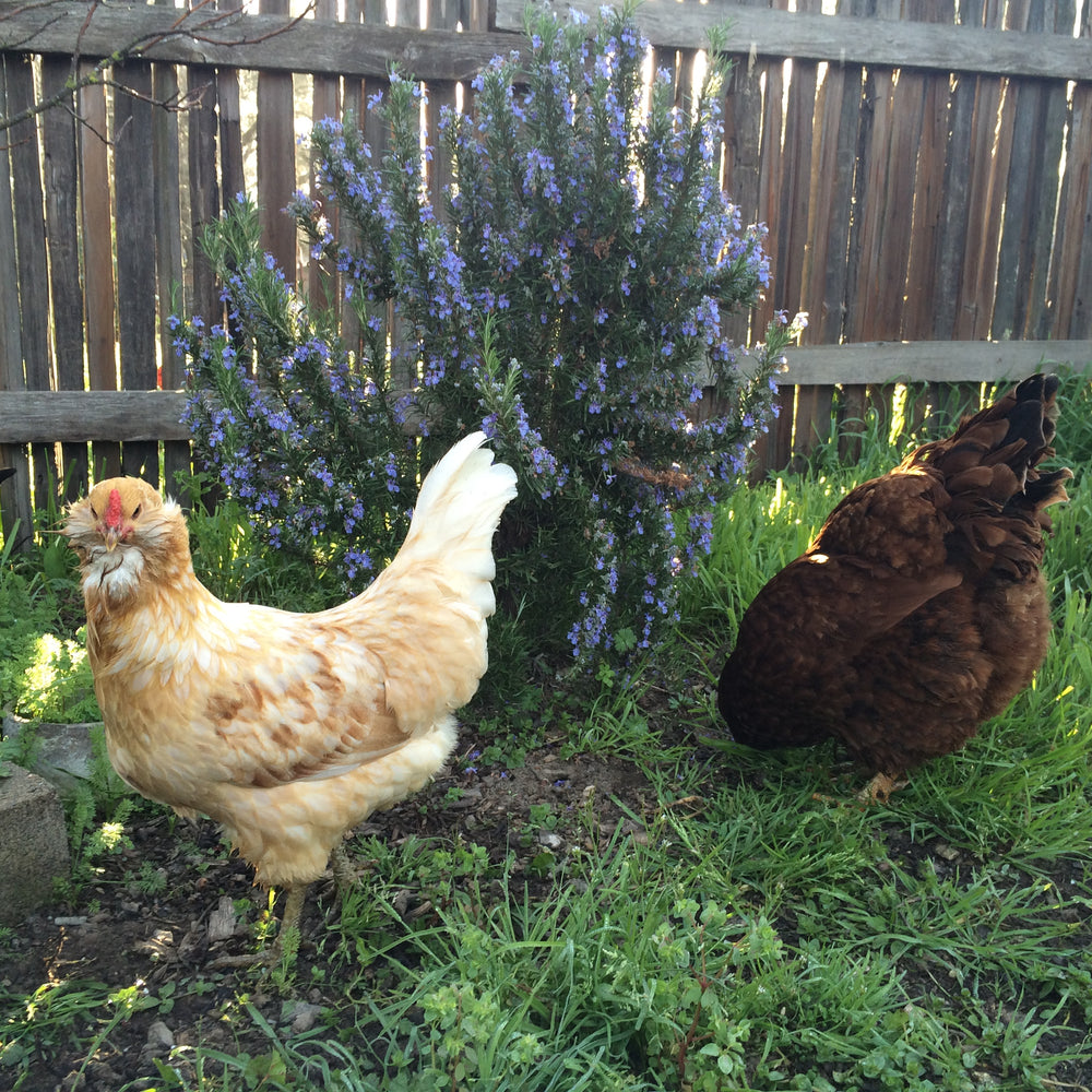 Plants that Thrive + Survive in My Chicken Run - Treats for Chickens