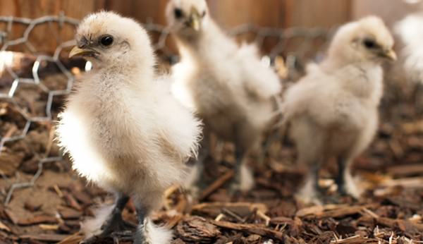 Three Baby Chicks on coop floor