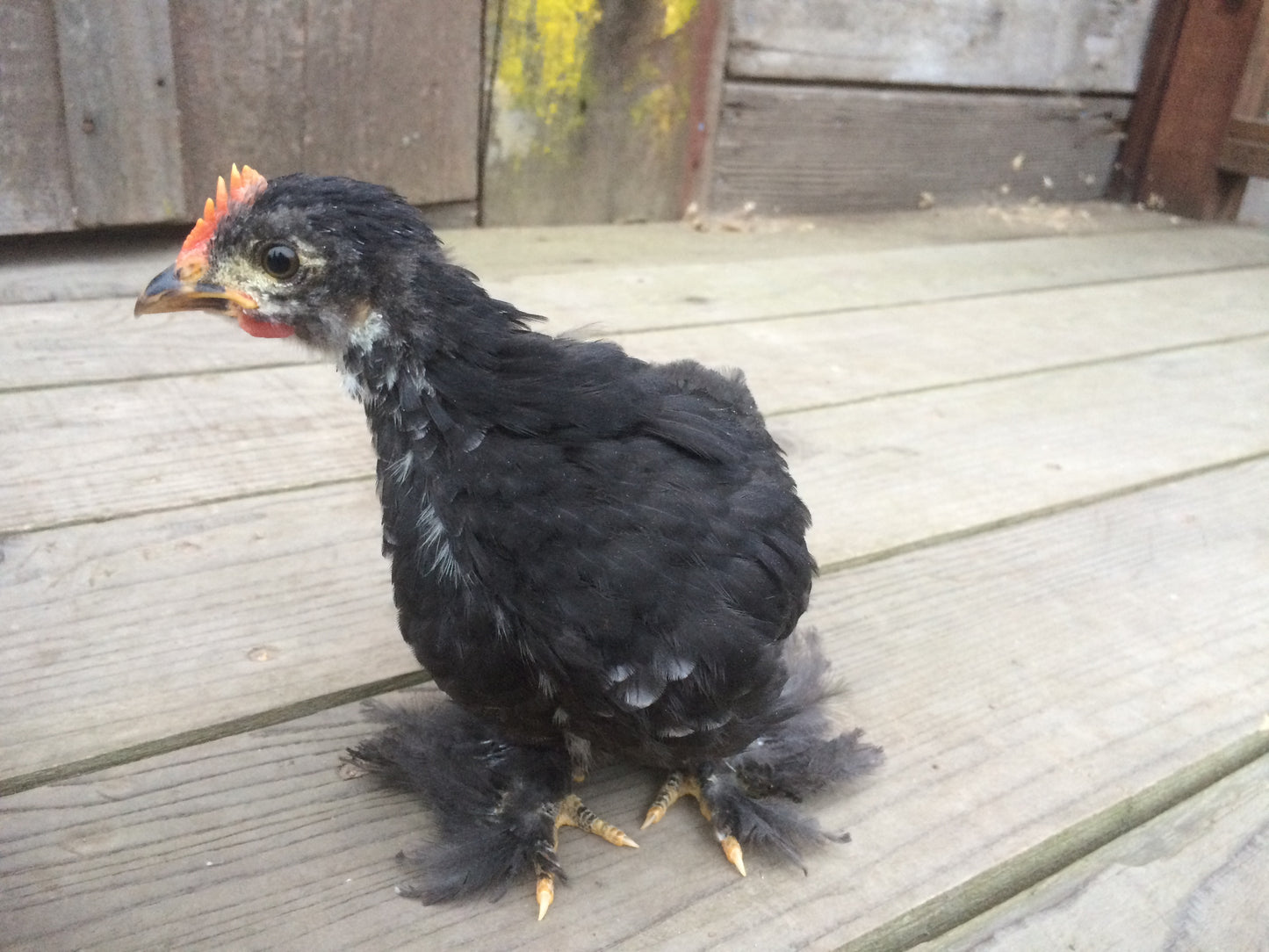 grey Bantam rooster or hen baby chick chicken gender