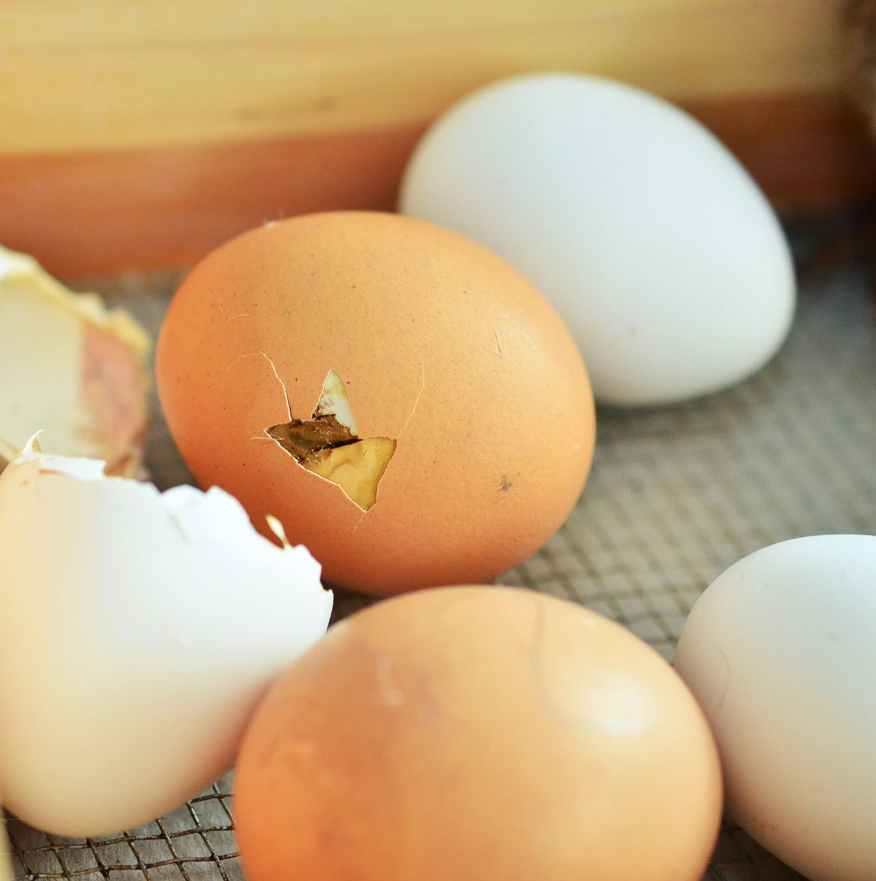 eggs hatching chicks treats for chickens congerdesign from Pixabay 