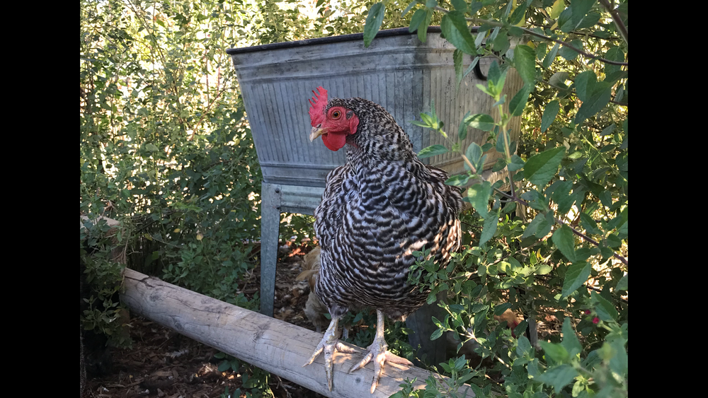 Summer Vacation Guide for Leaving the Flock Behind So You Can Hit the Road! - Treats for Chickens