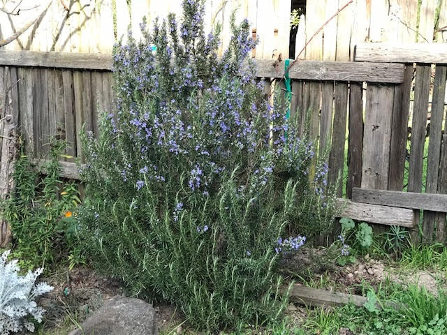 What's With All The Rosemary In My Run? - Treats for Chickens