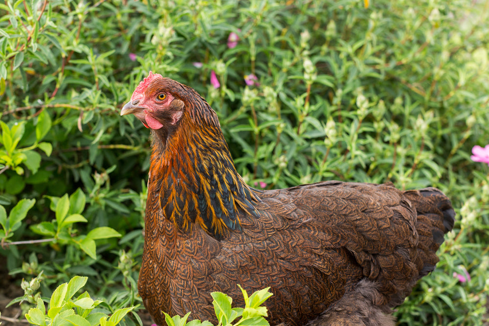 chicken hen in the dirt dusting bath pest bugs remedy