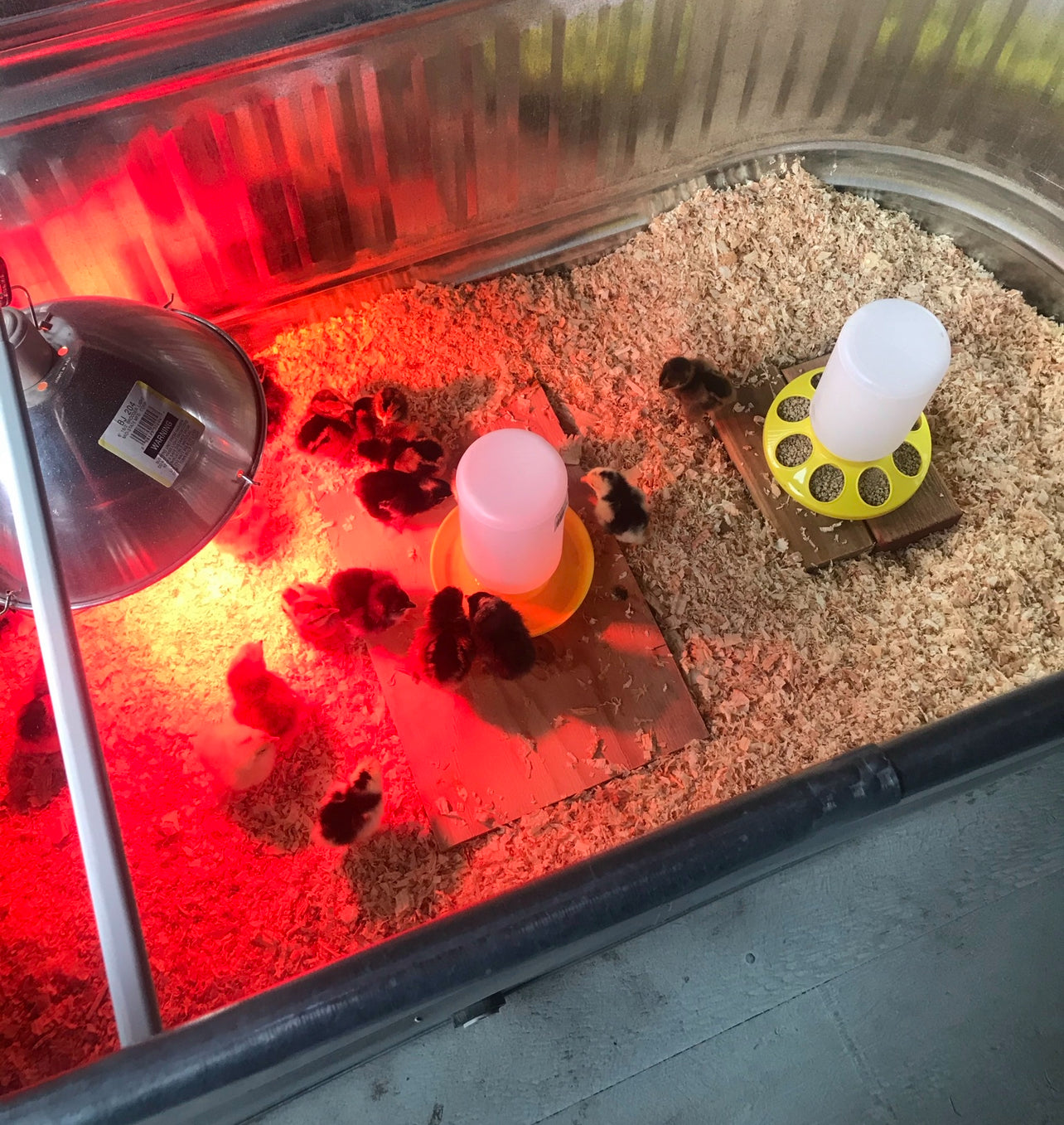 
                  
                    New Chicks in Town
                  
                