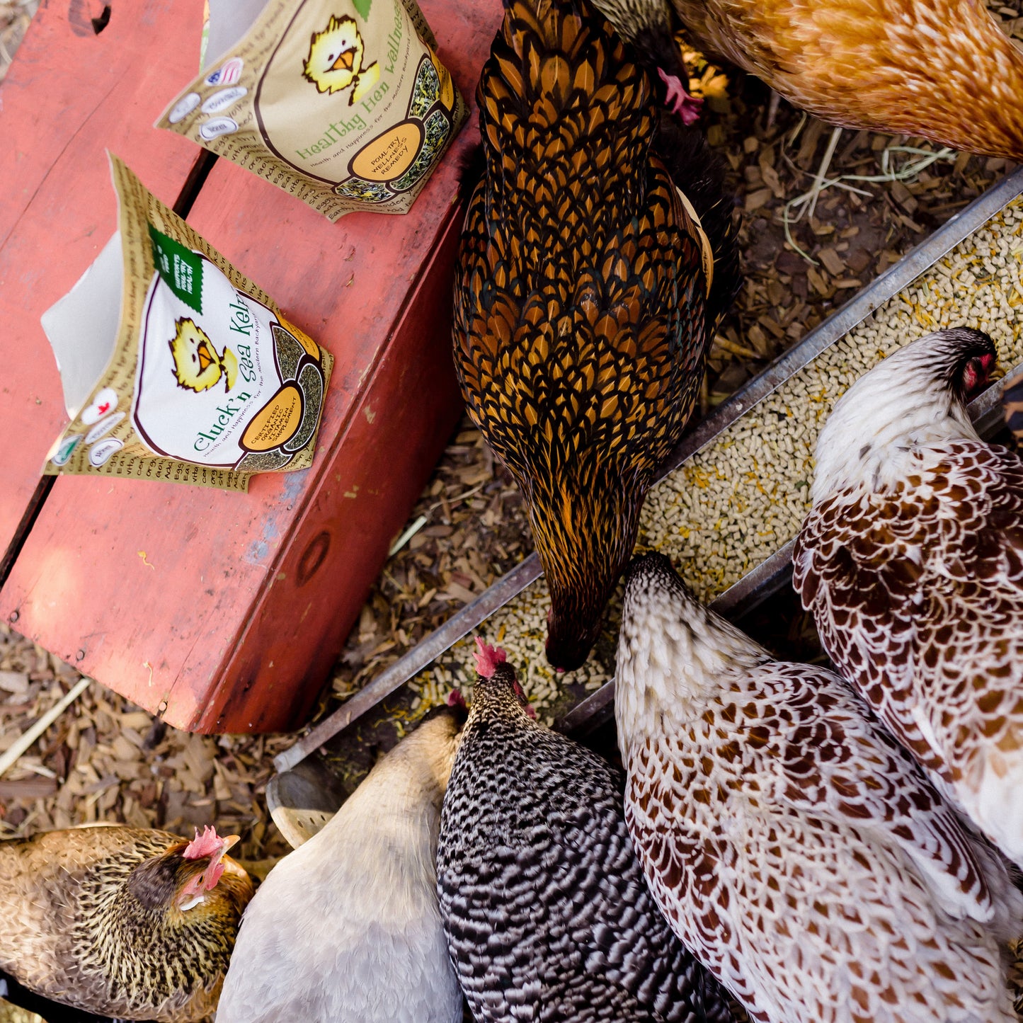 Treats for Chickens™