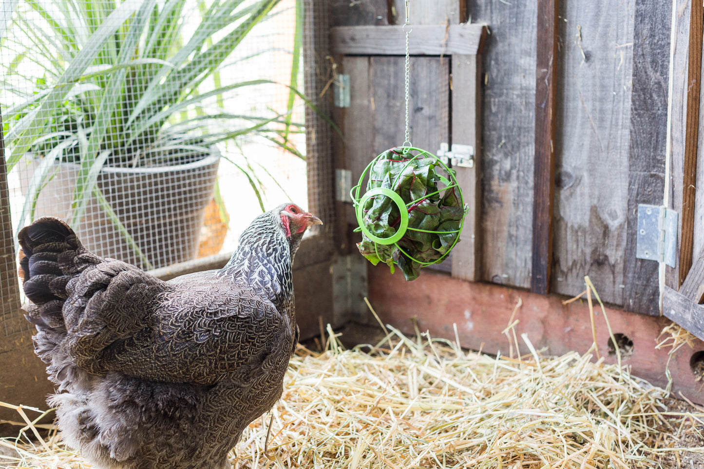 Treats for Chickens™