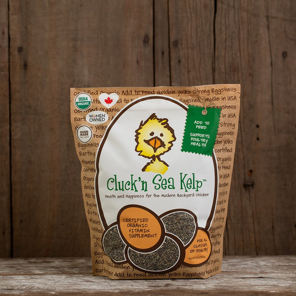 6 lbs of Cluck'n Sea Kelp. Organic Supplement  for Chickens treats, supplements, herbal nesting box blend, + poultry care. Backyard Chicken Parents flock to Treats for Chickens to treat their pet chickens + poultry. Est 2009 by Dawn in Sonoma County, California, USA. TFC.