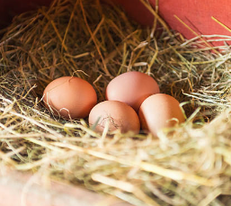 What to Do with Wooden and Ceramic Eggs - Cackle Hatchery