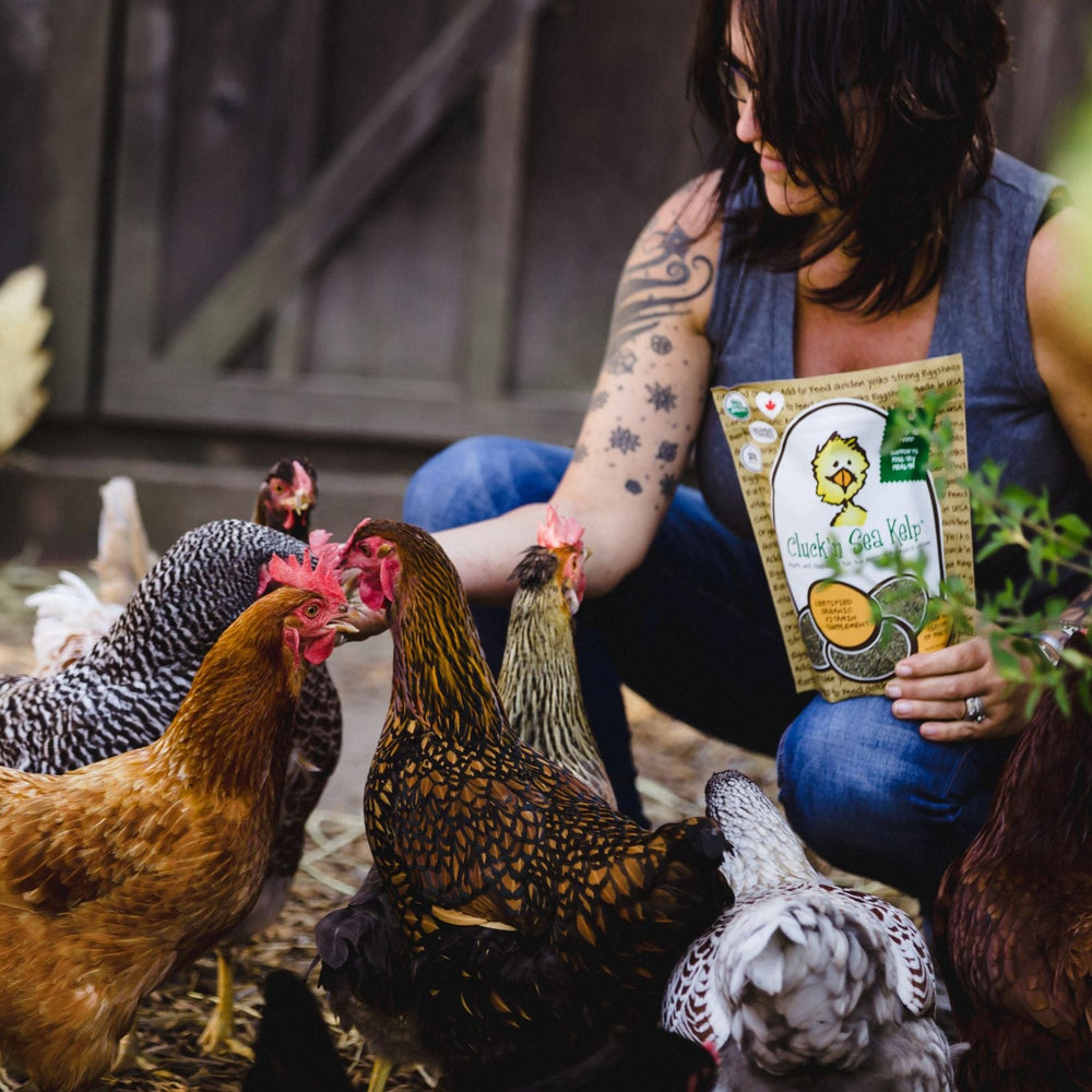Cluck'n Sea Kelp. Organic Supplement for Chickens treats, supplements, herbal nesting box blend, + poultry care. Backyard Chicken Parents flock to Treats for Chickens to treat their pet chickens + poultry. Est 2009 by Dawn in Sonoma County, California, USA. TFC.