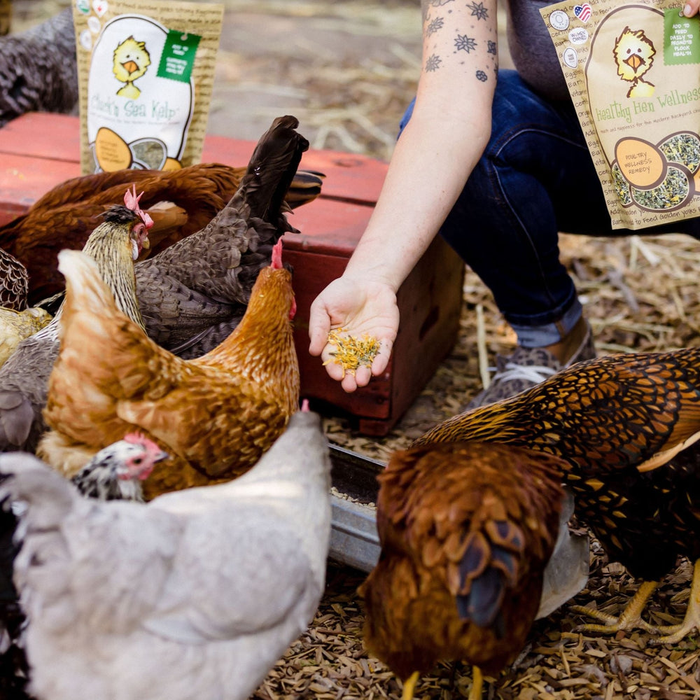 
                  
                    Bundle Sample Variety Pack Kit. Treats for Chickens Snack with Treats for Chickens Bundle + Sample USA Chicken Bundle Poultry
                  
                
